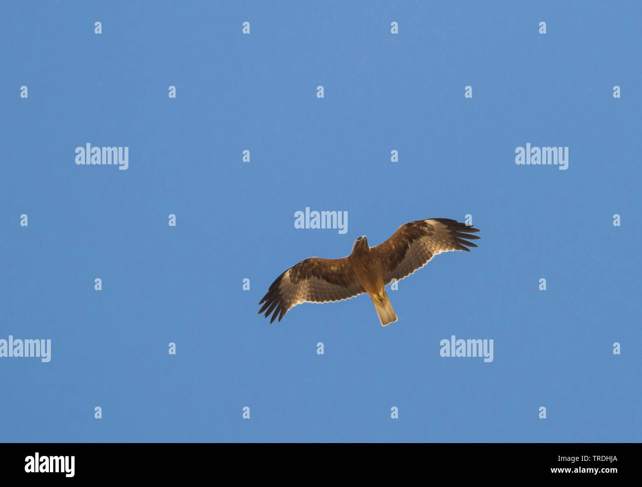 booted eagle (Hieraaetus pennatus), dark morph, Morocco Stock Photo Alamy