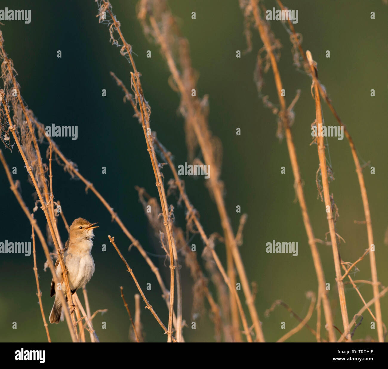 Booted warbler (Iduna caligata, Hippolais caligata), perches on a dried ...