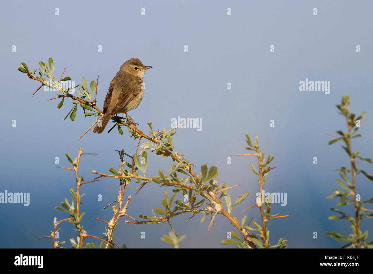 Booted warbler (Iduna caligata, Hippolais caligata), sitting on a bush ...
