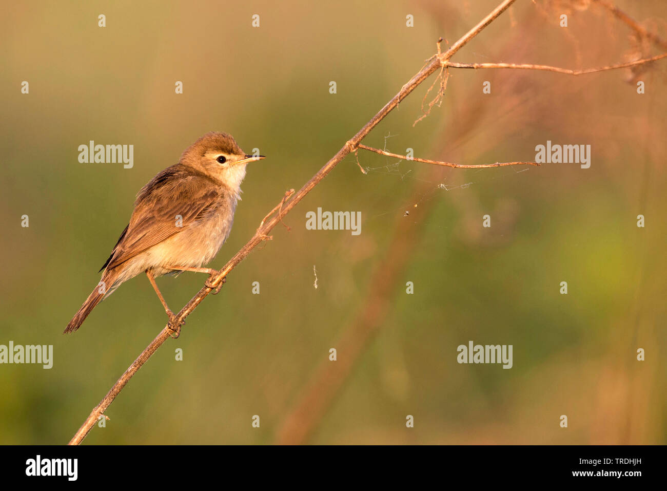 Iduna caligata hi-res stock photography and images - Alamy