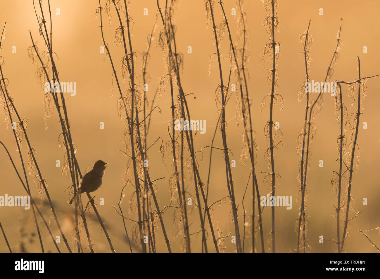 Booted warbler (Iduna caligata, Hippolais caligata), perches on a dried stem and singing, Russia, Ural Stock Photo