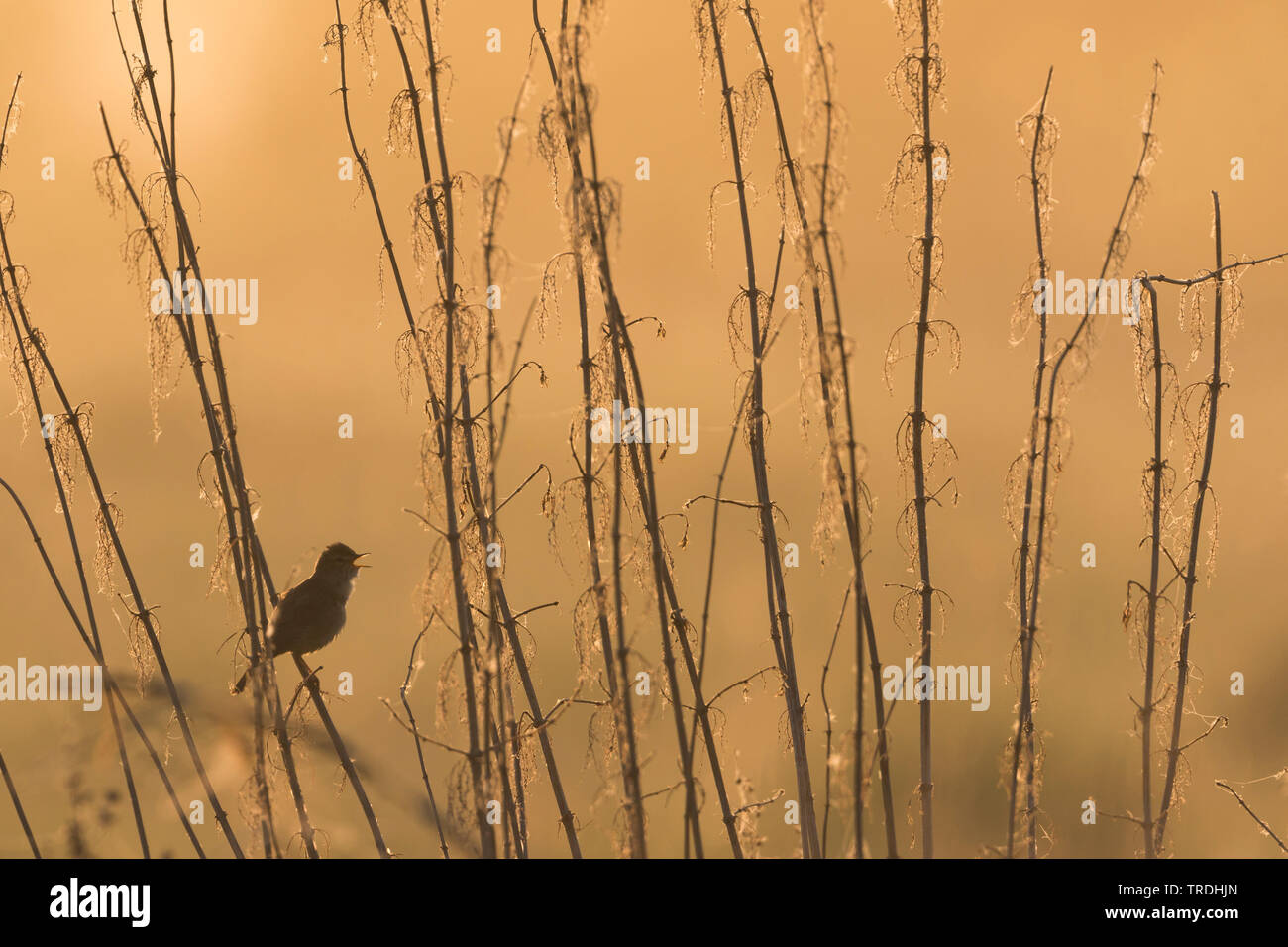 Booted warbler (Iduna caligata, Hippolais caligata), perches on a dried ...
