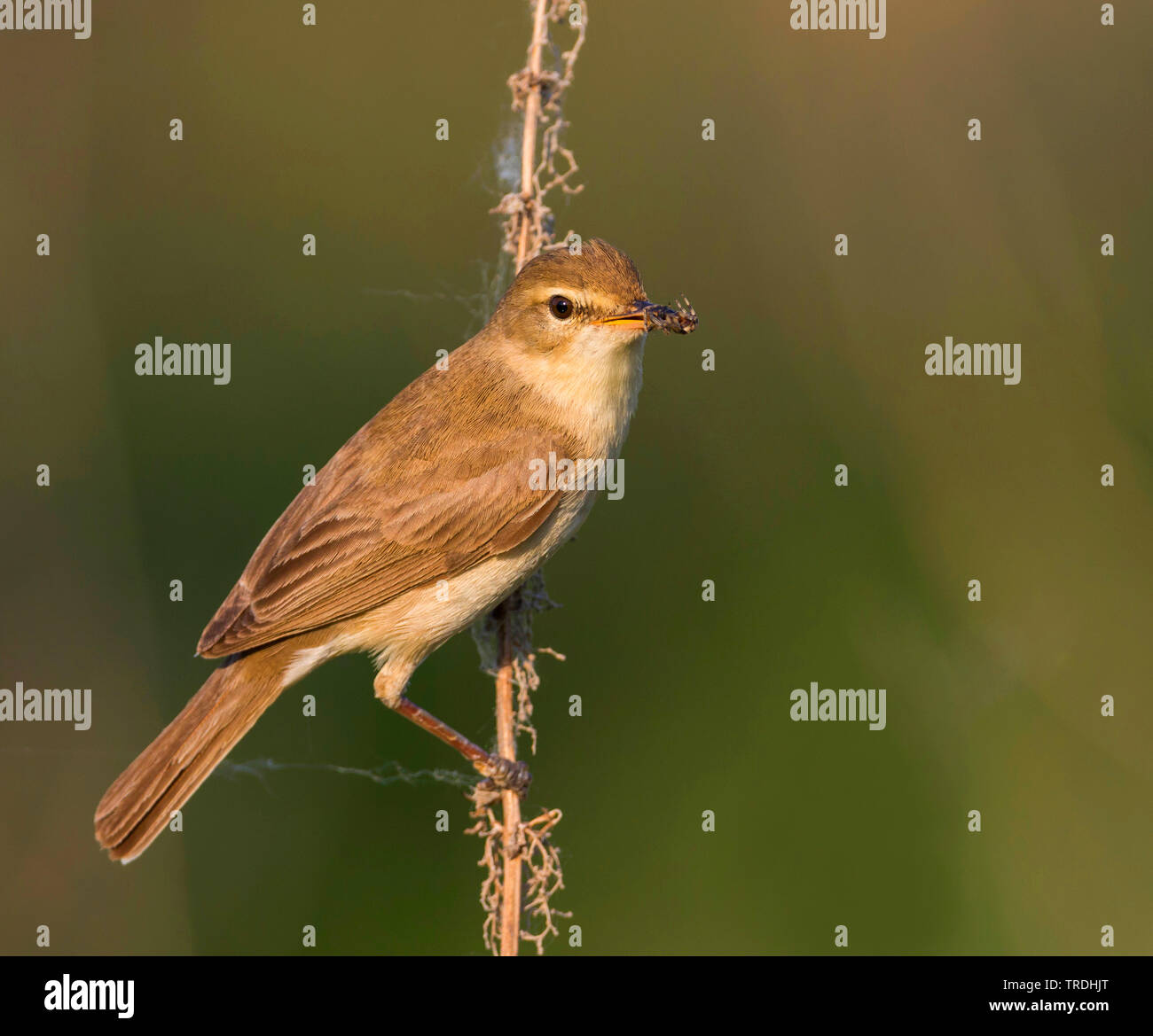 Booted warbler (Iduna caligata, Hippolais caligata), perching on a dried stem with feed in the bell, side view, Russia, Ural Stock Photo