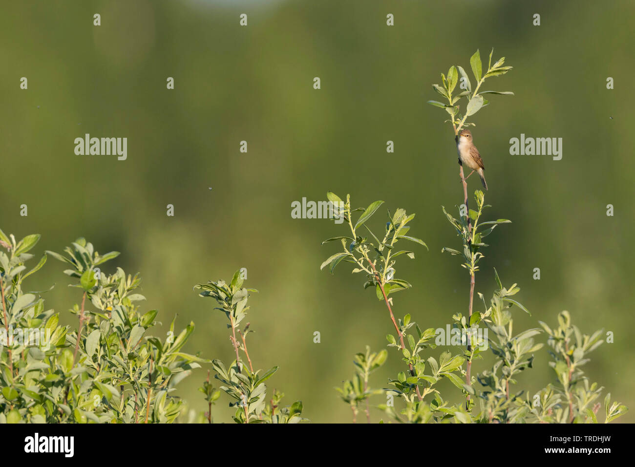 Booted warbler (Iduna caligata, Hippolais caligata), perching at a twig, Russia, Ural Stock Photo