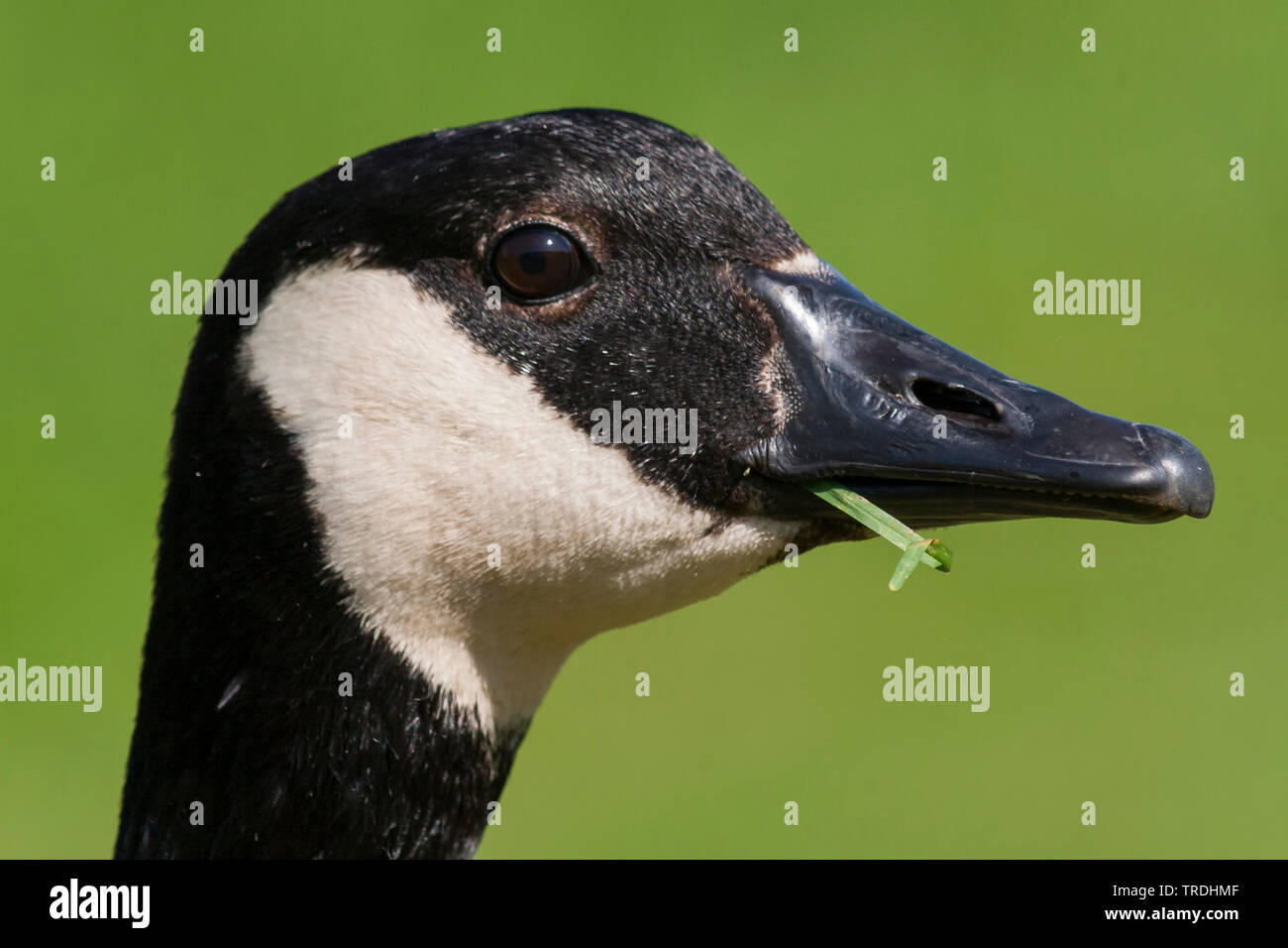 Canada goose (Branta canadensis), feeding on grass, Germany Stock Photo