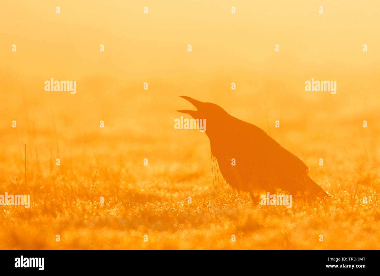Carrion crow (Corvus corone, Corvus corone corone), sits croaking in a meadow in the morning mist, Germany Stock Photo