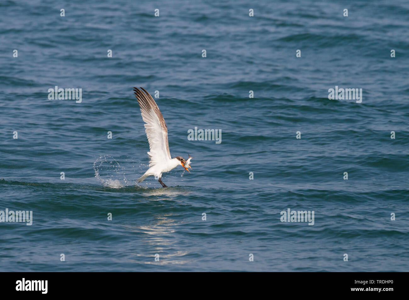 caspian tern (Hydroprogne caspia, Sterna caspia), hunting over the sea, caught a fish, Oman Stock Photo