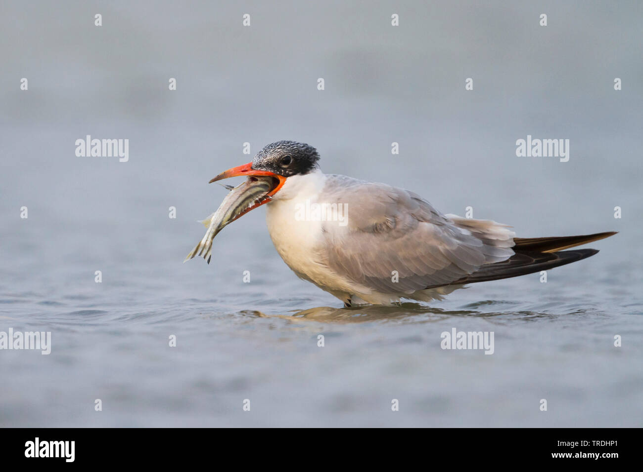 caspian tern (Hydroprogne caspia, Sterna caspia), hunting in shallow water, caught a fish, Oman Stock Photo