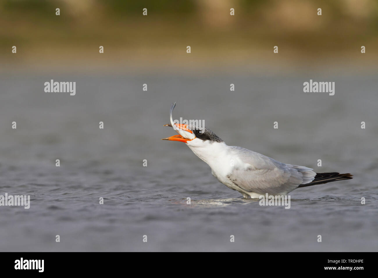 caspian tern (Hydroprogne caspia, Sterna caspia), hunting in shallow water, caught a fish, Oman Stock Photo