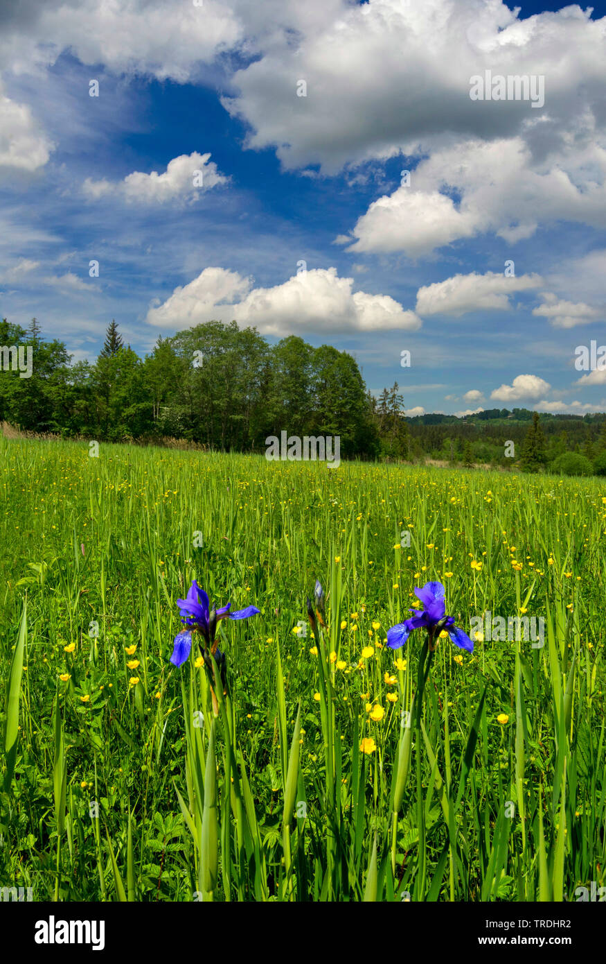 Siberian Iris, Siberian flag (Iris sibirica), blooming on a meadow, Germany, Bavaria, Murnauer Moos Stock Photo