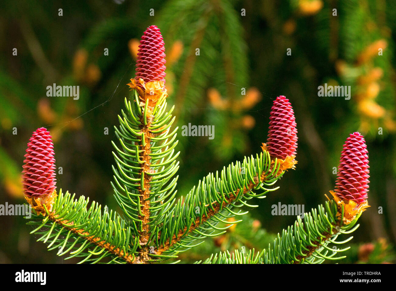Norway spruce (Picea abies), blooming cones, Germany, Bavaria, Ostallgaeu Stock Photo