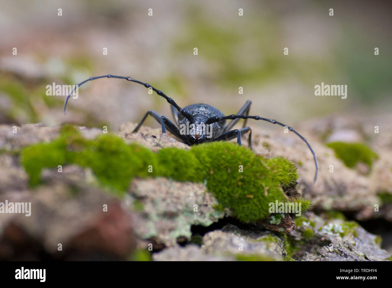 Capricorn Insect great capricorn beetle, oak cerambyx (Cerambyx cerdo), female, largest ...