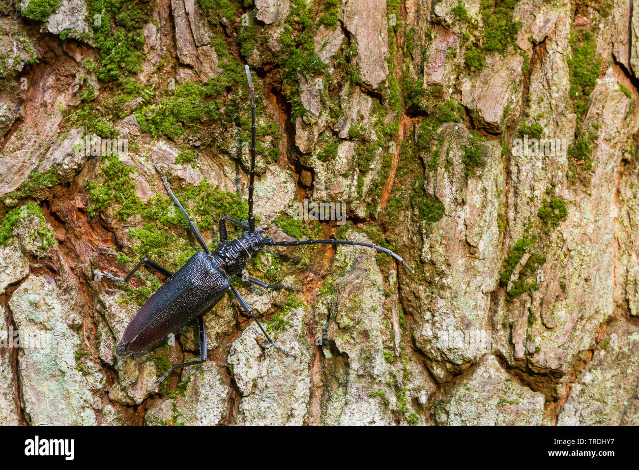 great capricorn beetle, oak cerambyx (Cerambyx cerdo), female at the ...