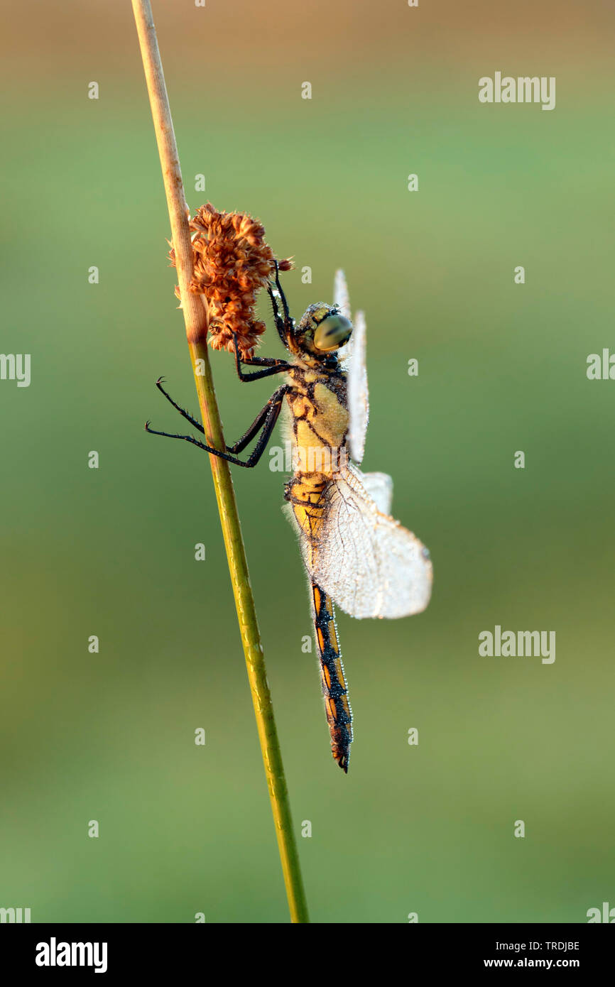 black-tailed skimmer (Orthetrum cancellatum), female covered with dew at a rush, Netherlands Stock Photo