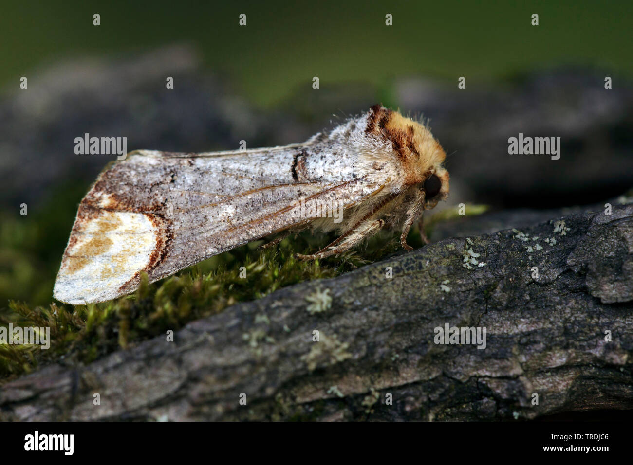 Buff-tip moth, Buff tip caterpillar (Phalera bucephala), on stump, Netherlands, Utrecht Stock Photo