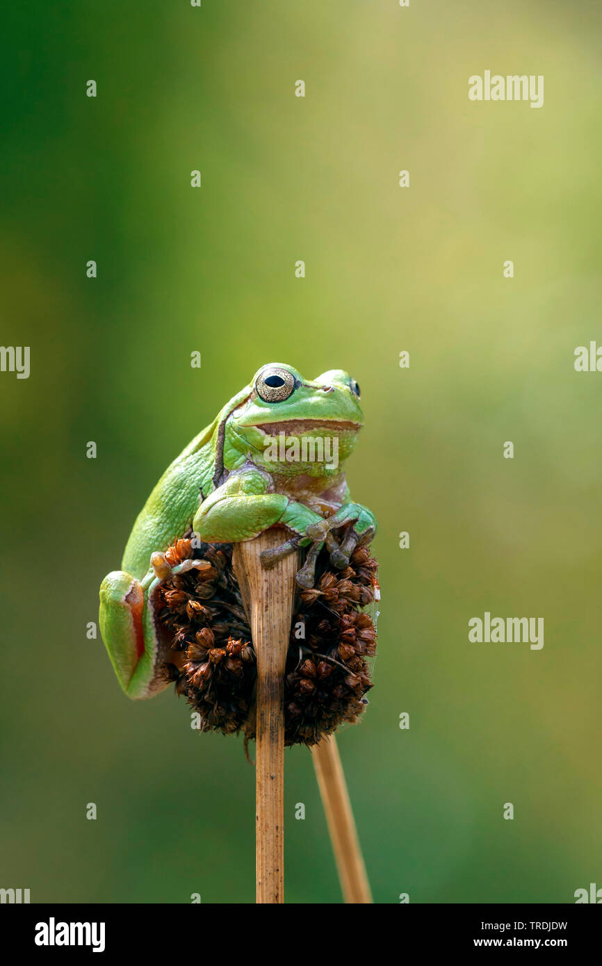 Frog rush hi-res stock photography and images - Alamy