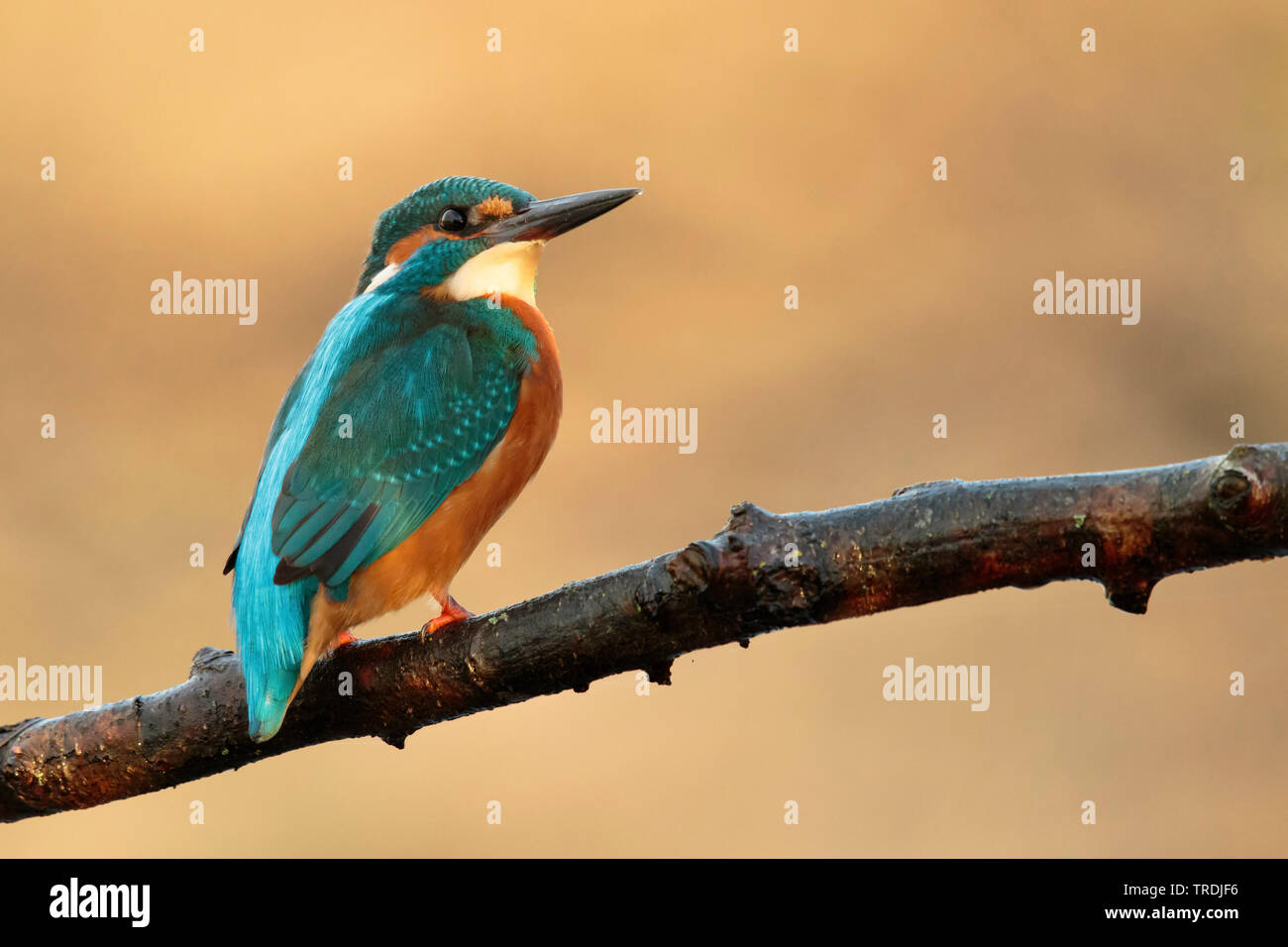 river kingfisher (Alcedo atthis ispida), sitting on a branch in first morning light, Netherlands Stock Photo