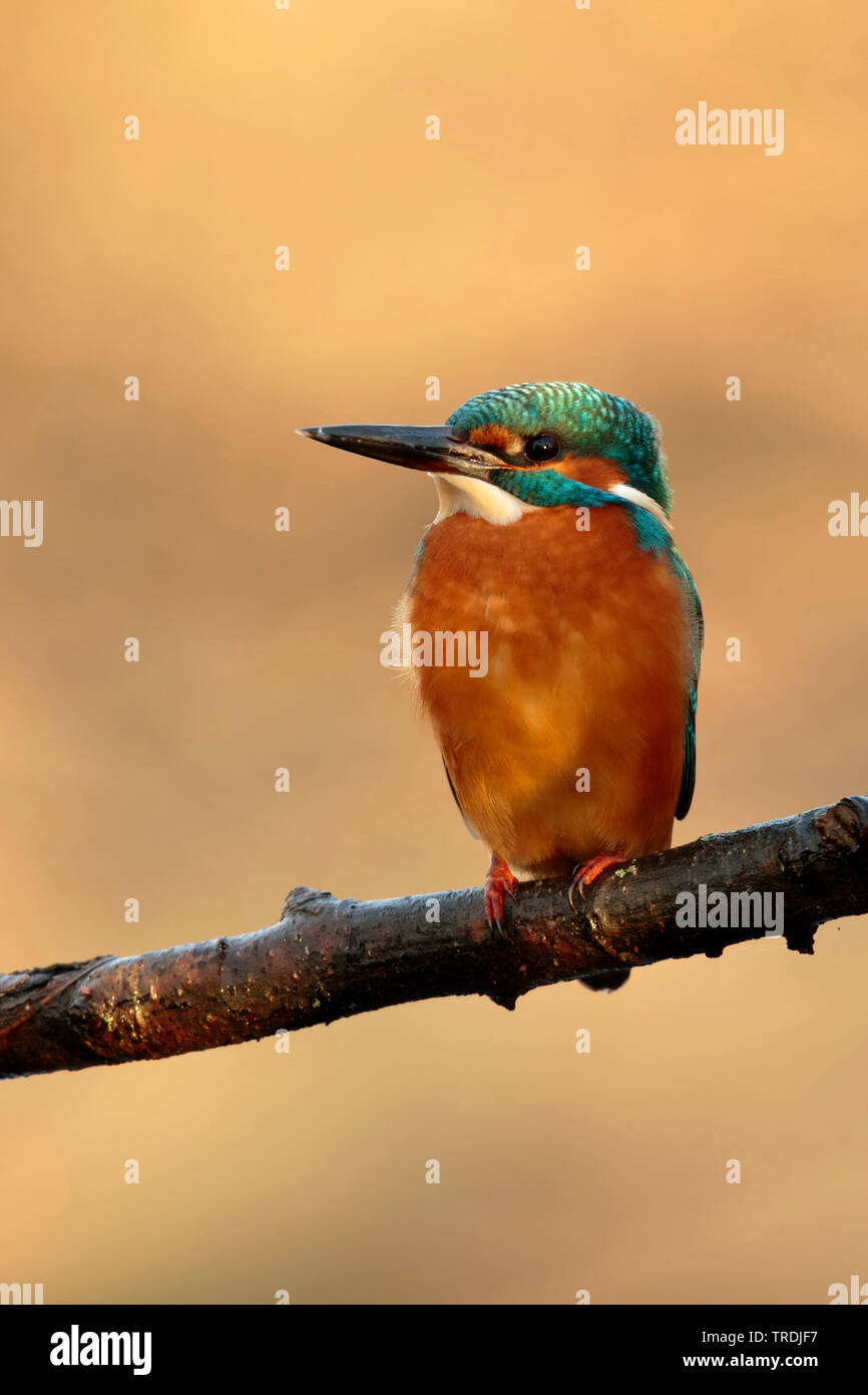 river kingfisher (Alcedo atthis ispida), sitting on a branch in first morning light, Netherlands Stock Photo
