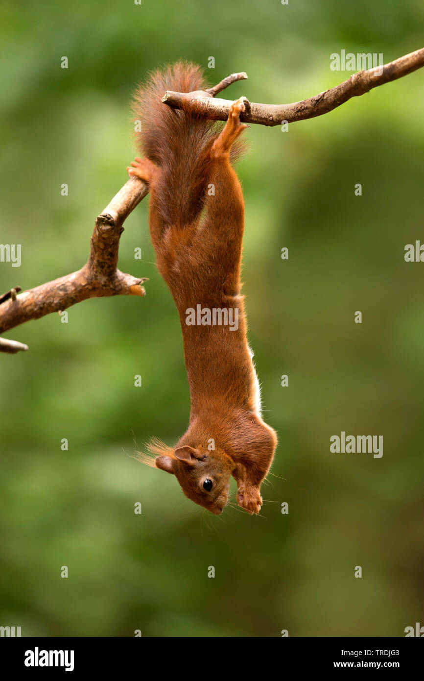 European red squirrel, Eurasian red squirrel (Sciurus vulgaris