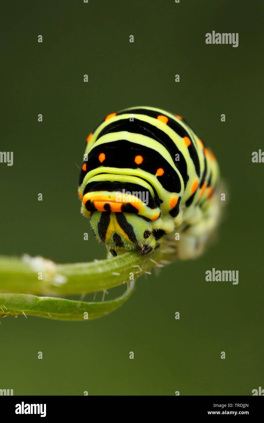 swallowtail (Papilio machaon), caterpillar, Netherlands Stock Photo Alamy