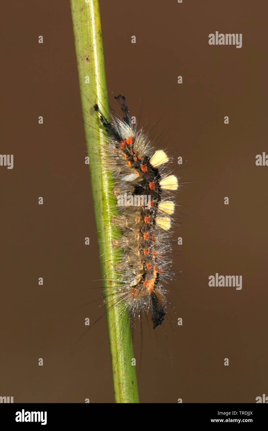 vapourer moth, common vapourer, rusty tussock moth (Orgyia antiqua, Orgyia recens), caterpillar, Netherlands, Utrecht Stock Photo