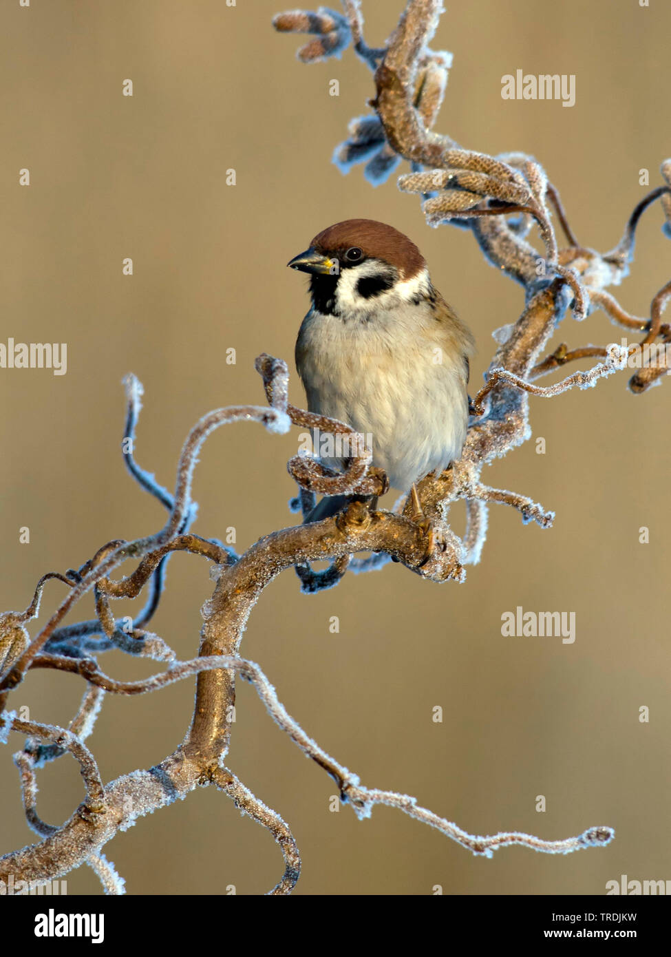 Eurasian tree sparrow (Passer montanus), on a hzel with roar frost, Netherland, Almere Stock Photo