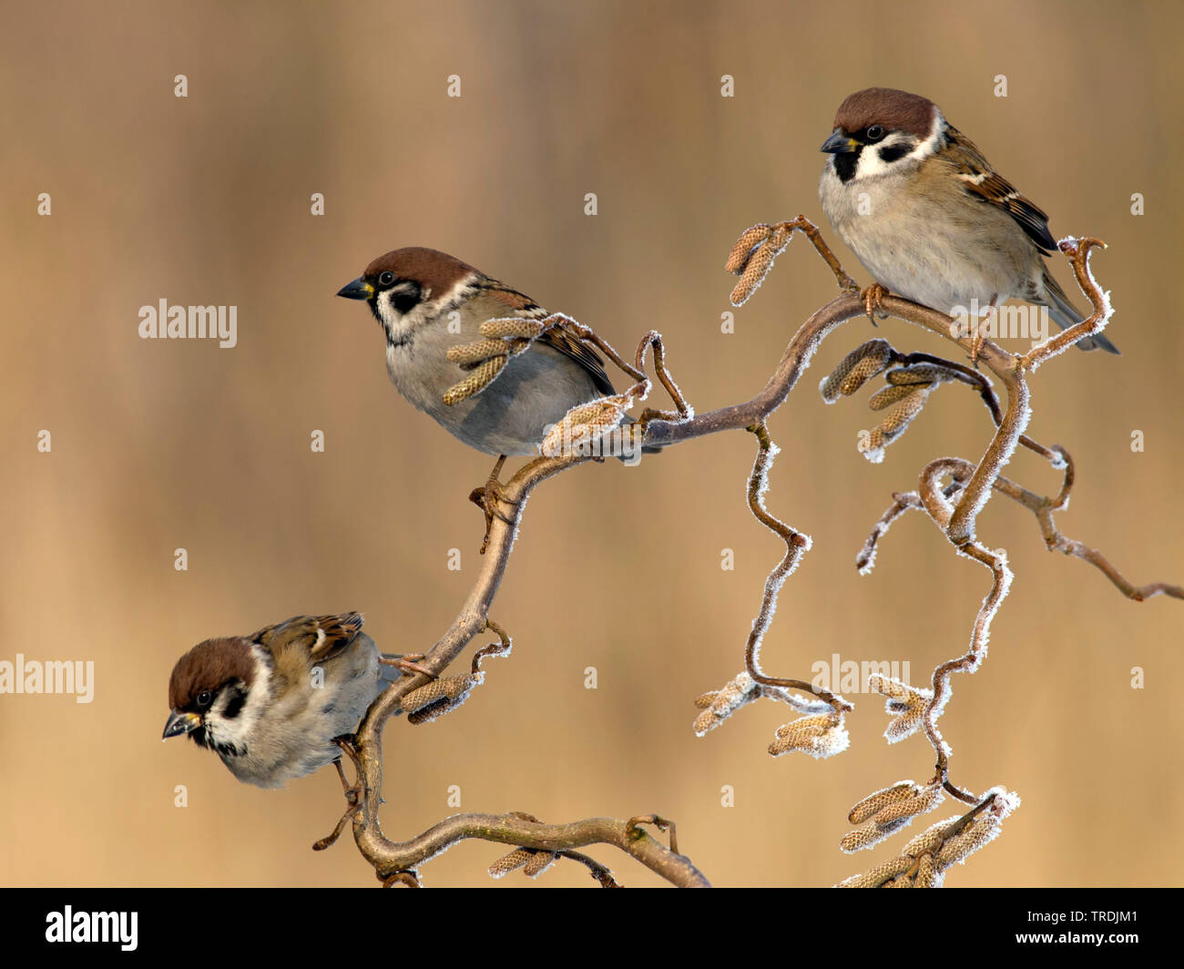Eurasian tree sparrow (Passer montanus), on a hzel with roar frost, Netherland, Almere Stock Photo
