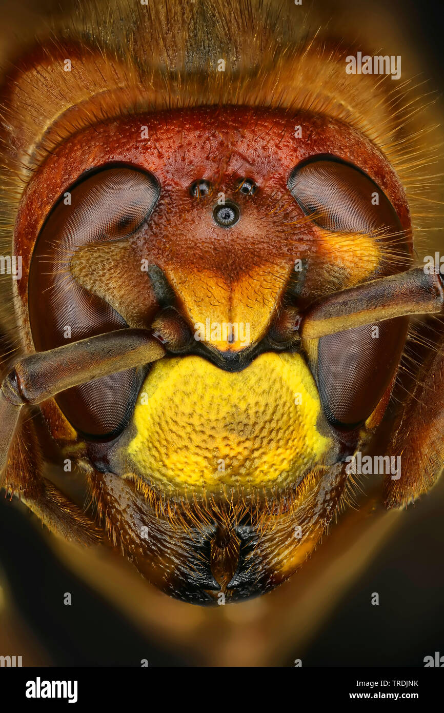 hornet, brown hornet, European hornet (Vespa crabro), head of a hornet, macro shot, x 2, Germany Stock Photo