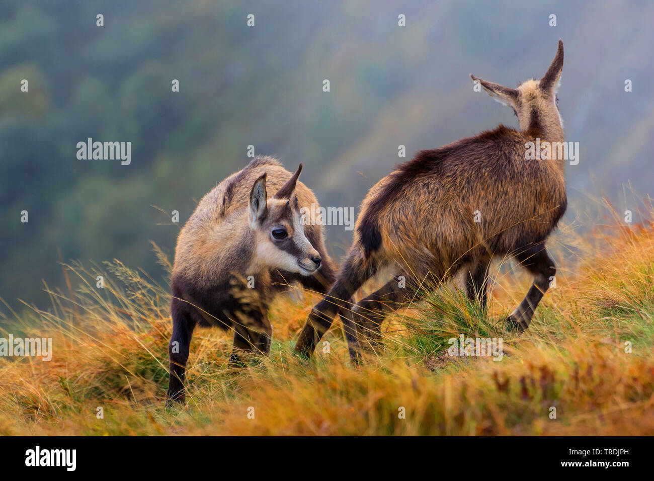 chamois (Rupicapra rupicapra), two young chamoises in autumnal surroundings, France, Vosges Mountains, Hohneck Stock Photo