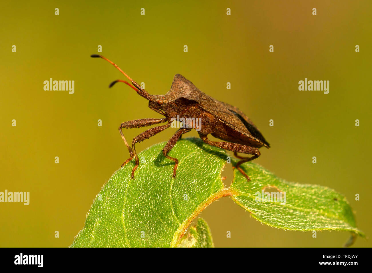 Green shield bug, Common green shield bug (Palomena prasina), sitting on a leaf, Netherlands Stock Photo