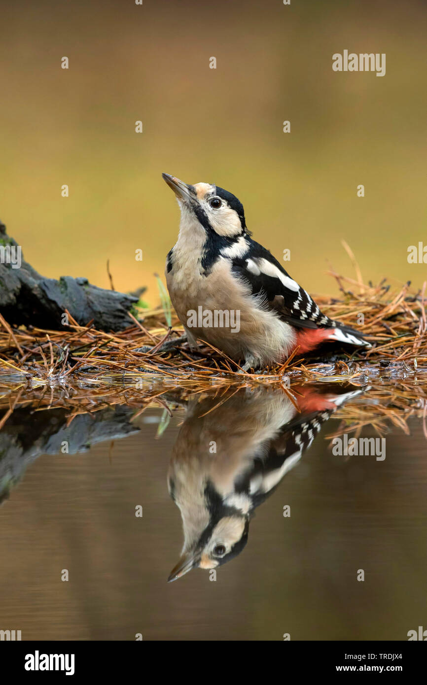 Great spotted woodpecker (Picoides major, Dendrocopos major), female perching at the waterside, mirror imaging, Netherlands Stock Photo