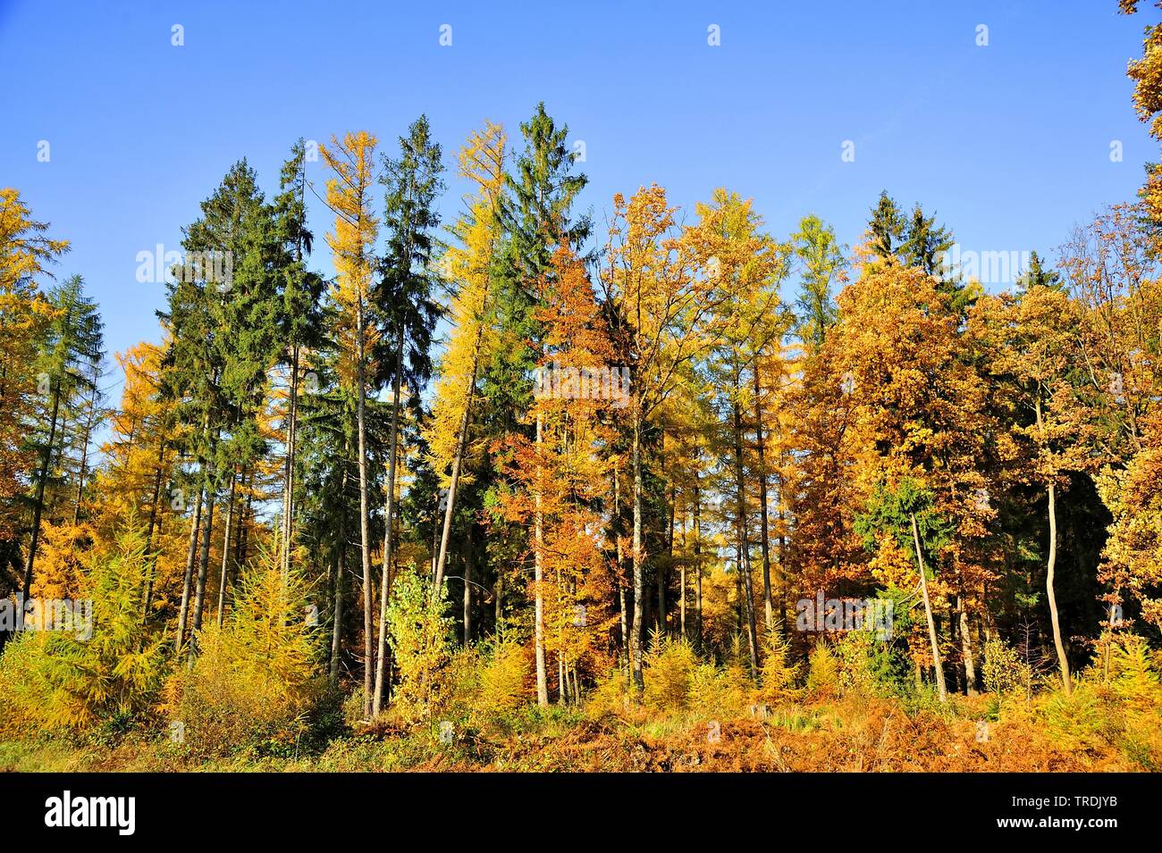 autumn forest, Germany, North Rhine-Westphalia Stock Photo