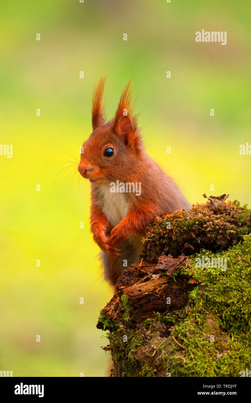 European red squirrel, Eurasian red squirrel (Sciurus vulgaris), at mossy dead wood, Germany, North Rhine-Westphalia Stock Photo