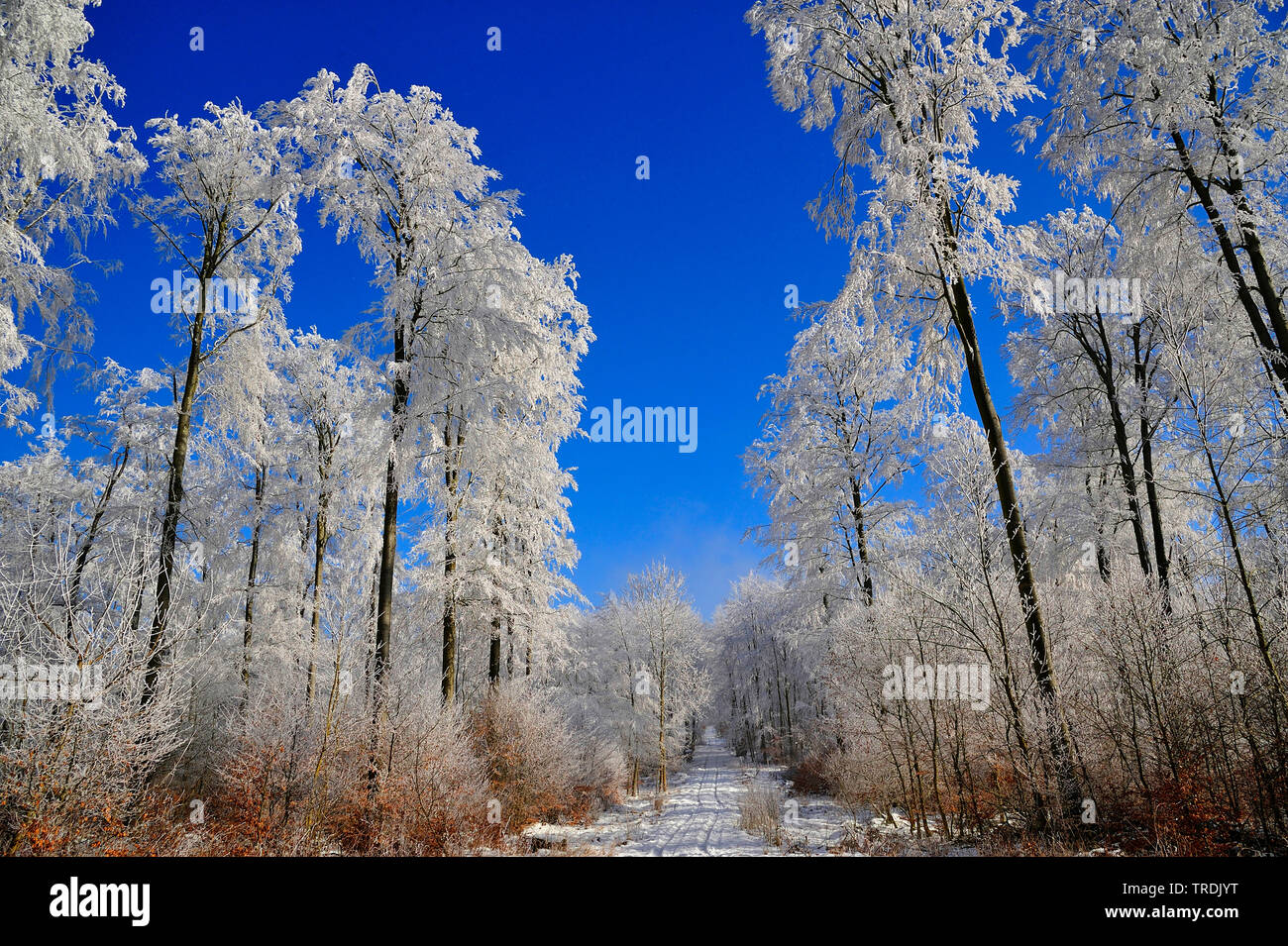 winter forest, Germany, North Rhine-Westphalia Stock Photo