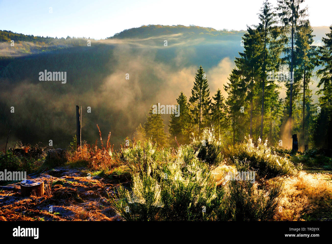 morning mist above forest scenery, Germany, North Rhine-Westphalia, Bergisches Land Stock Photo