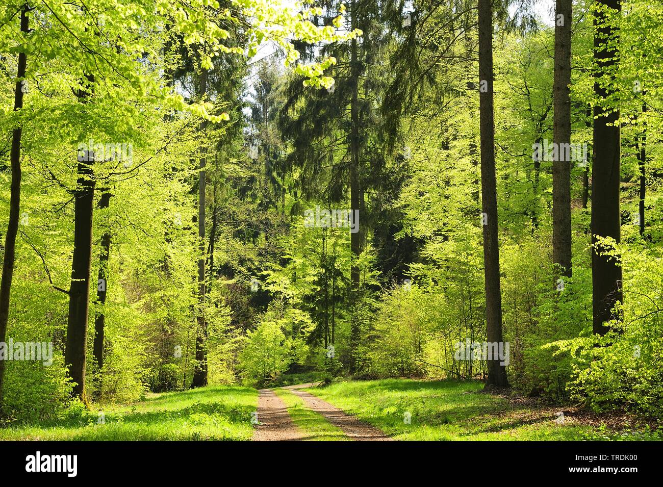 forest path in early summer, Germany, North Rhine-Westphalia, Bergisches Land Stock Photo