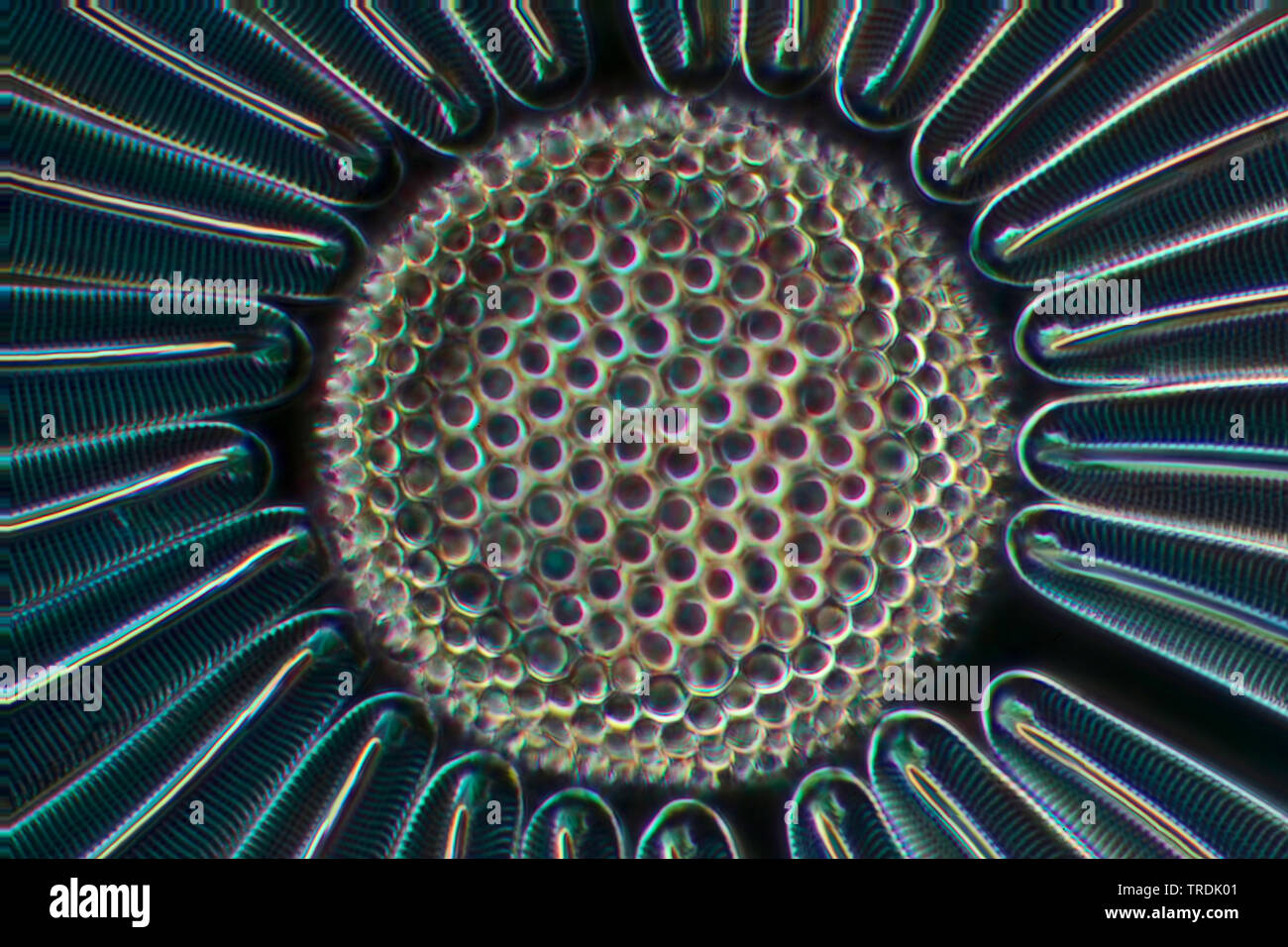 diatom (Diatomeae), dioatomeen in darkfield, x 160 Stock Photo