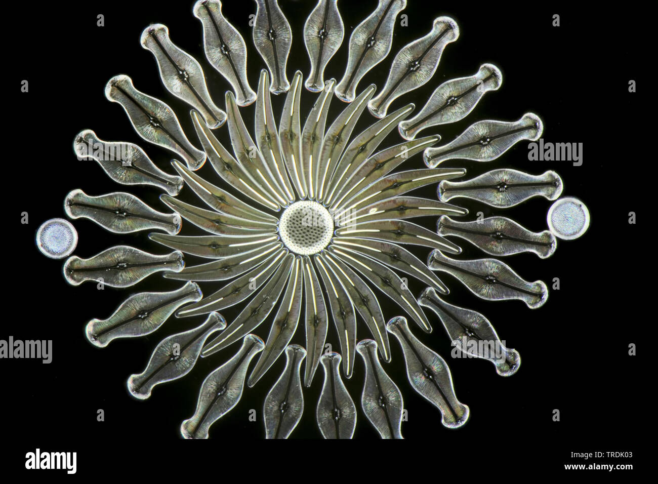 diatom (Diatomeae), dioatomeen in darkfield, x 24 Stock Photo