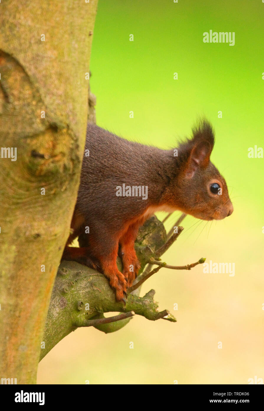 European red squirrel, Eurasian red squirrel (Sciurus vulgaris), sitting on a branch, Germany, North Rhine-Westphalia Stock Photo