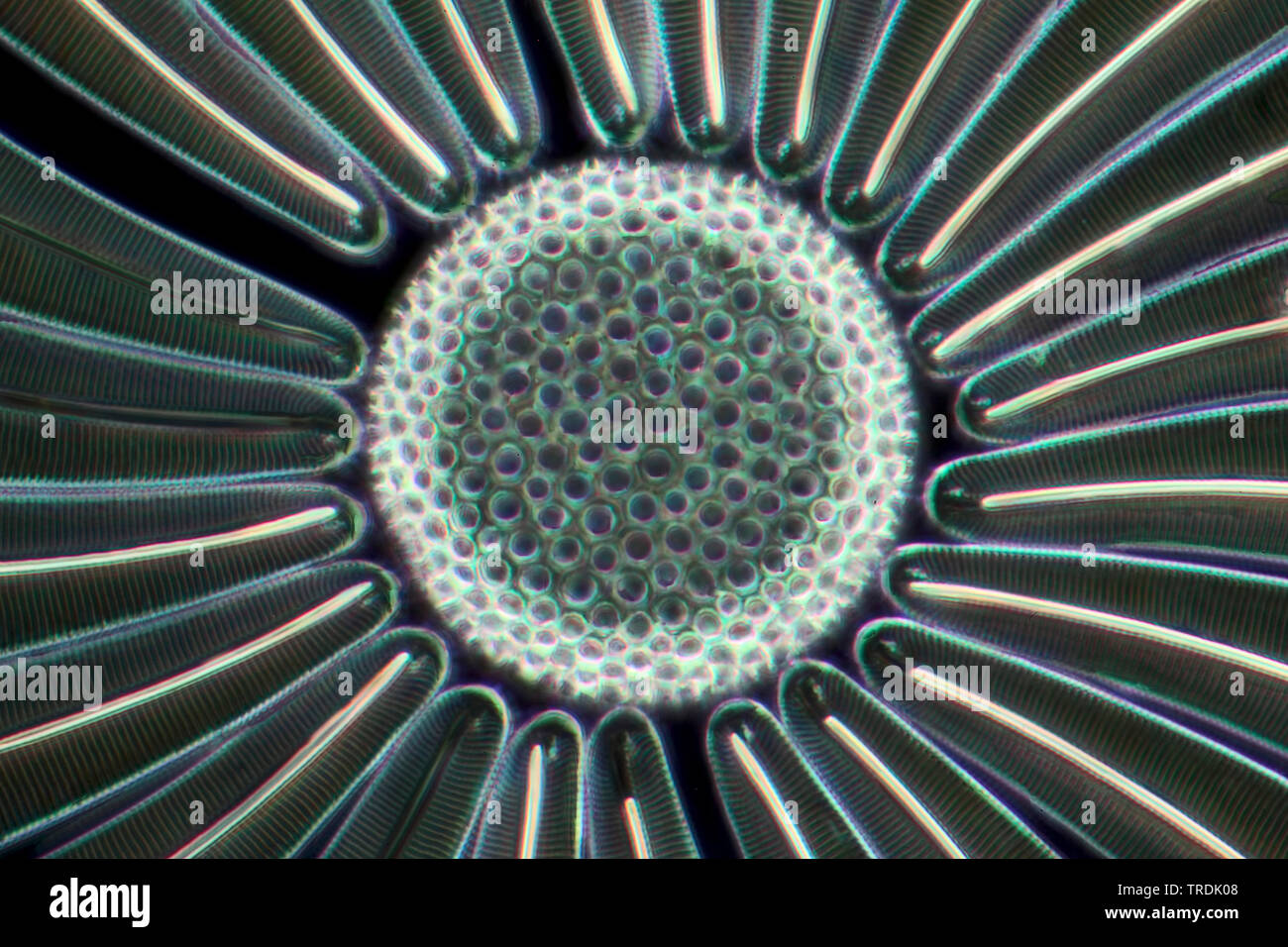 diatom (Diatomeae), dioatomeen in darkfield, x 140 Stock Photo