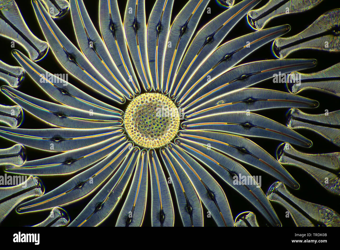 diatom (Diatomeae), dioatomeen in darkfield, x 100 Stock Photo