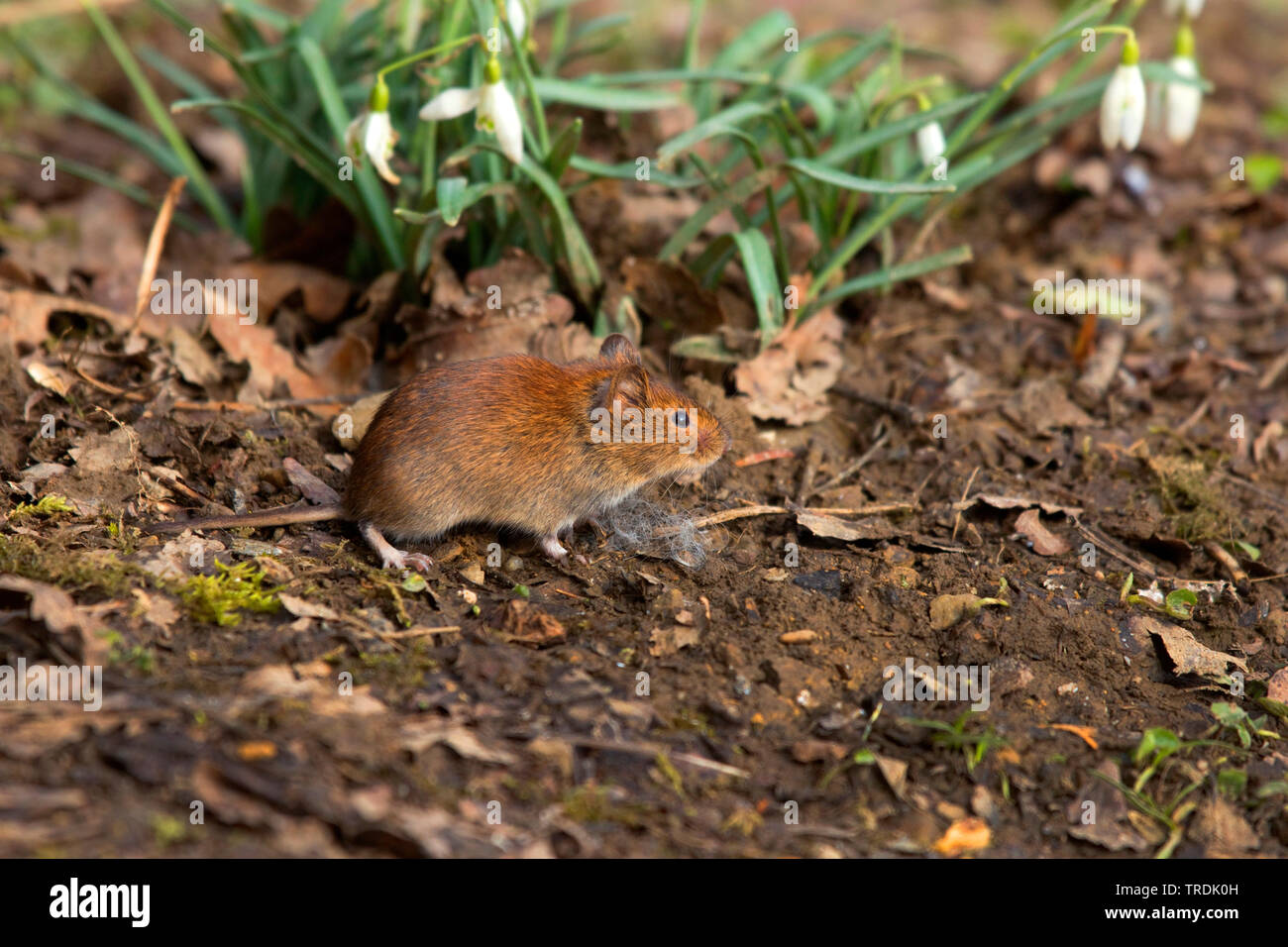 bank vole (Clethrionomys glareolus, Myodes glareolus), foraging on the ground, Germany, North Rhine-Westphalia Stock Photo