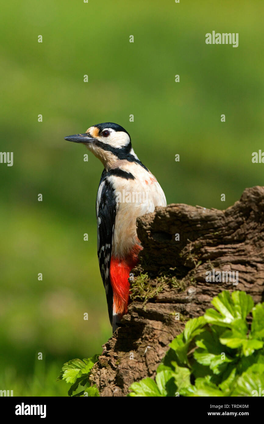 Great spotted woodpecker (Picoides major, Dendrocopos major), perching on dead wood, Germany, North Rhine-Westphalia Stock Photo