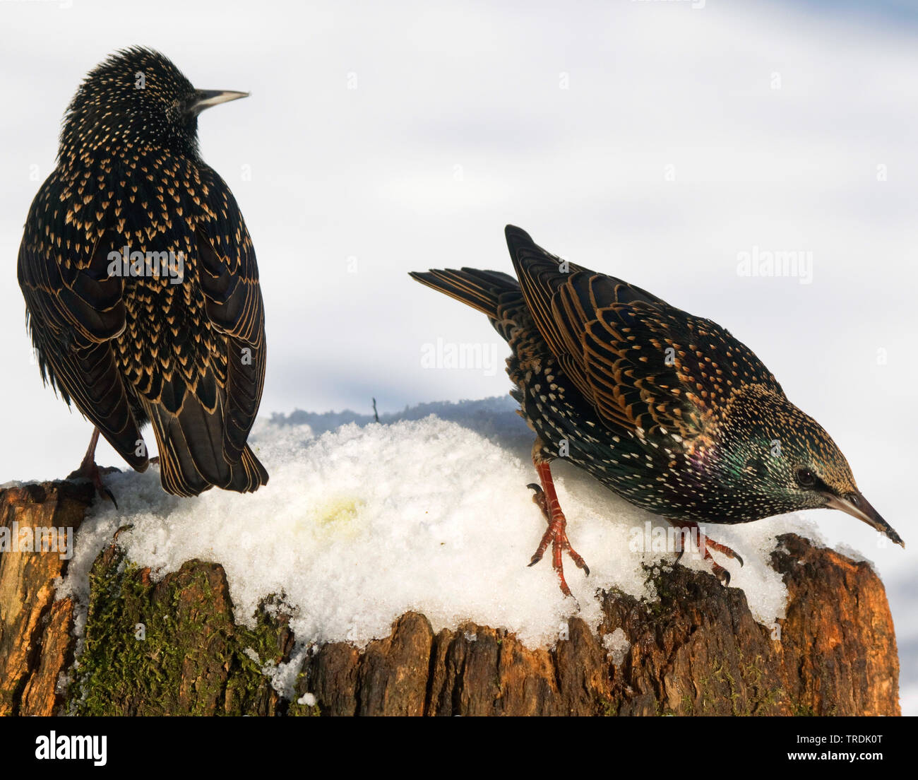 common starling (Sturnus vulgaris), two starlings perching on a snow-covered tree stub, Germany, North Rhine-Westphalia Stock Photo