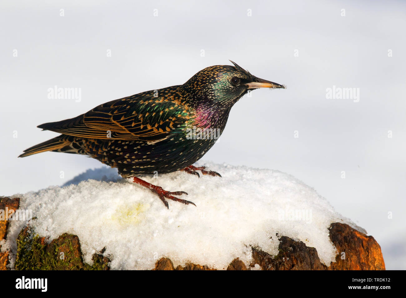 common starling (Sturnus vulgaris), perching on a snow-covered tree stub, Germany, North Rhine-Westphalia Stock Photo