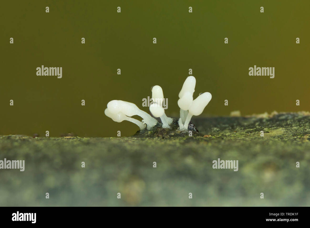 slime fungus (Myxogastria spec.), on dead wood, Netherlands Stock Photo