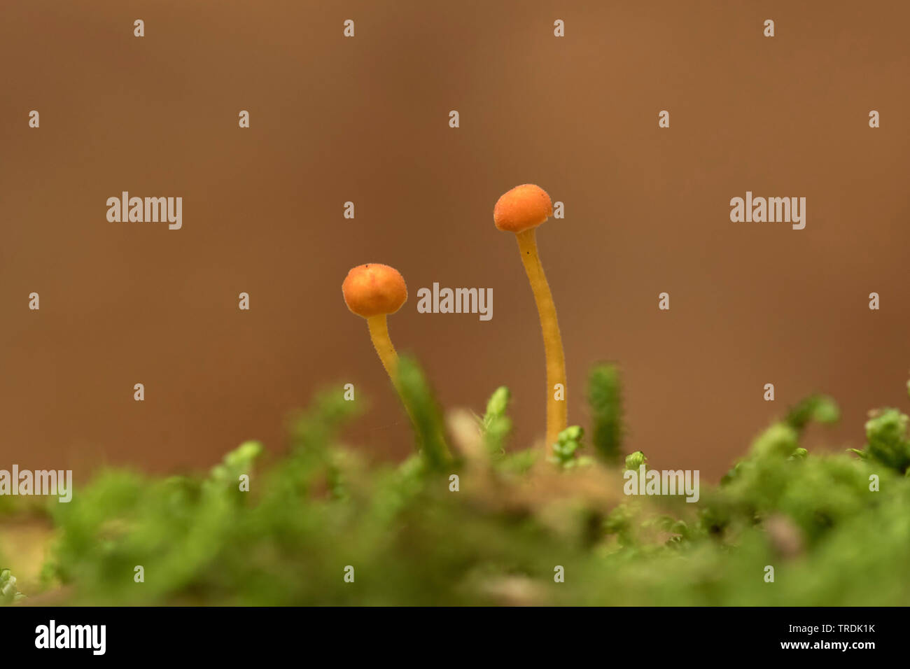 orange mosscap (Rickenella fibula), on moss, Netherlands Stock Photo