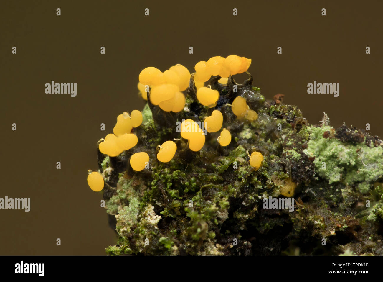 slime mpuld (Physarum spec.), on dead wood, Netherlands, Utrecht Stock Photo