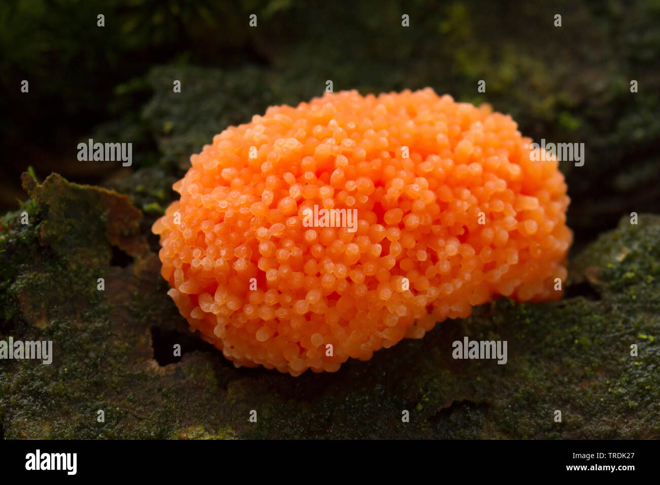 Red Raspberry Slime (Tubifera ferruginosa), on dead wood, Netherlands Stock Photo