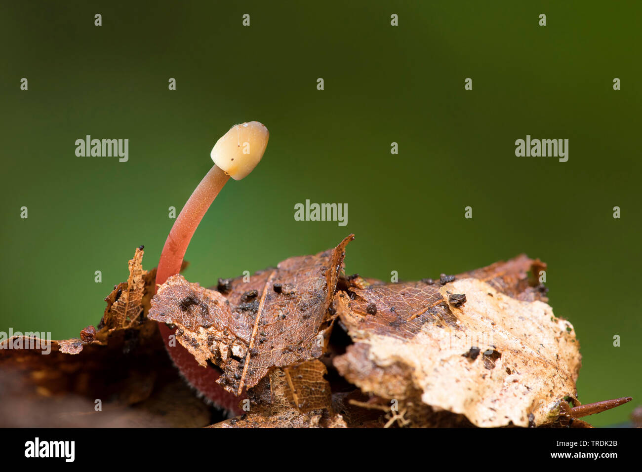 saffrondrop bonnet (Mycena crocata), on dead wood, Netherlands Stock Photo